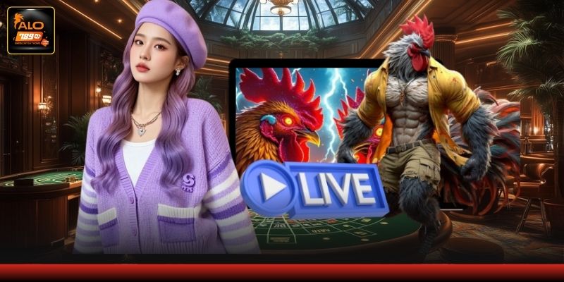 Sân chơi đá gà Thomo tiền lớn hấp dẫn